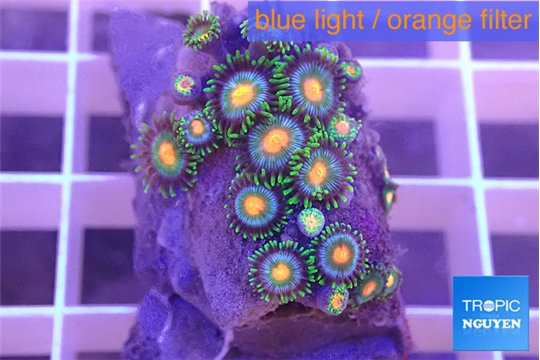 Zoanthus purple gold 2-4 cm WYSIWYG acclimaté