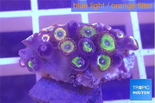 Zoanthus candy 2-3 cm WYSIWYG acclimaté