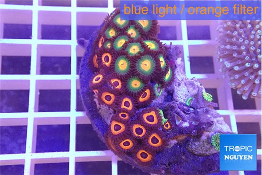 Zoanthus mixed color 4-5 cm WYSIWYG acclimaté