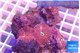 Discosoma red galaxy 3 polyp WYSIWYG acclimaté