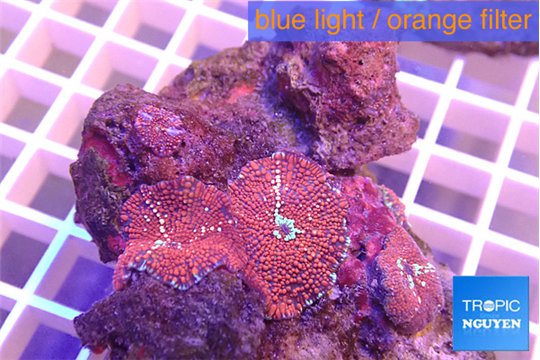Discosoma red galaxy 3 polyp WYSIWYG acclimaté