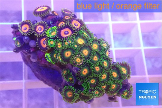 Zoanthus mixed color 4-5 cm WYSIWYG acclimaté