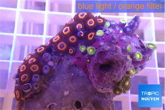 Zoanthus red 4-5 cm WYSIWYG acclimaté