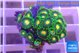 Zoanthus green 2-3 cm WYSIWYG acclimaté