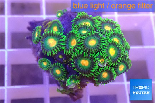 Zoanthus green 2-3 cm WYSIWYG acclimaté