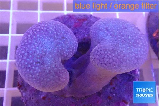 Sarcophyton multi body long white polyps 7-12 cm WYSIWYG acclimaté