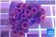 Zoanthus pink diamond 3-4 cm WYSIWYG acclimaté