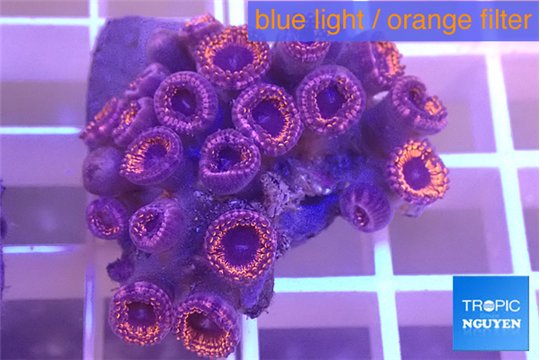 Zoanthus pink diamond 3-4 cm WYSIWYG acclimaté