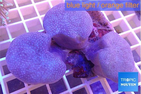 Sarcophyton multi body long white polyps 7-12 cm WYSIWYG acclimaté