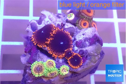 Zoanthus fijii premium 3-4 cm WYSIWYG acclimaté