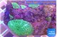 Discosoma green flame 2-3 polyps WYSIWYG acclimaté