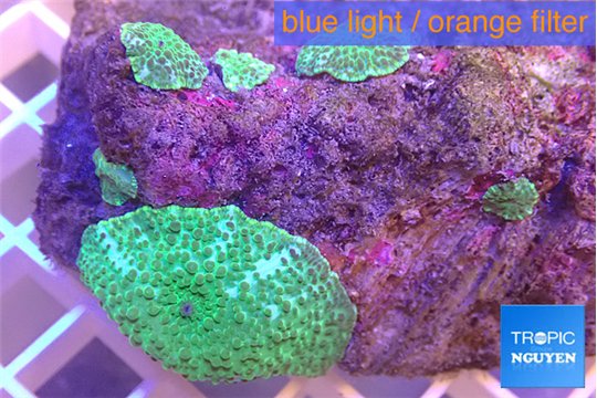 Discosoma green flame 2-3 polyps WYSIWYG acclimaté
