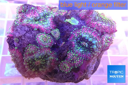 Discosoma rainbox 4-5 cm WYSIWYG acclimaté