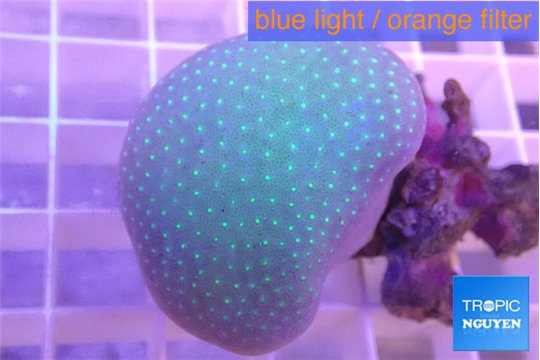 Sarcophyton long polyps 5-8 cm WYSIWYG acclimaté