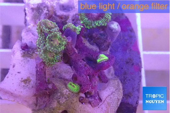 Zoanthus fijii premium 3-4 cm WYSIWYG acclimaté