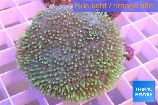 Sarcophyton long greeny polyps 5-8 cm WYSIWYG acclimaté