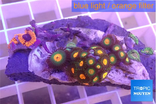 Zoanthus orange 3-4 cm WYSIWYG acclimaté