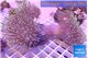 Sarcophyton multi body long white polyps 7-12 cm WYSIWYG acclimaté