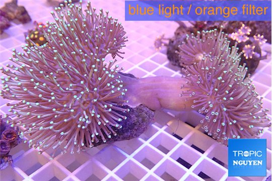 Sarcophyton multi body long white polyps 7-12 cm WYSIWYG acclimaté