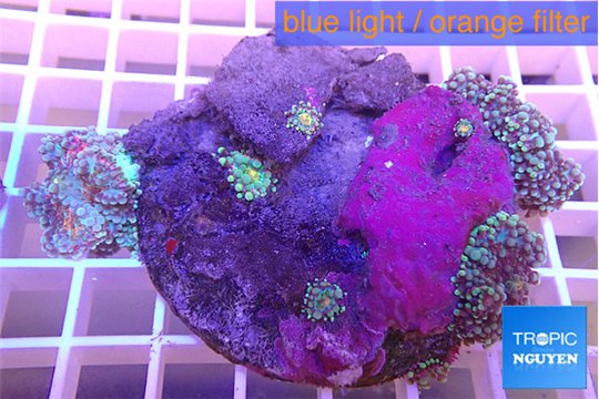 Ricordea yuma purple red 3 polyps WYSIWYG acclimaté