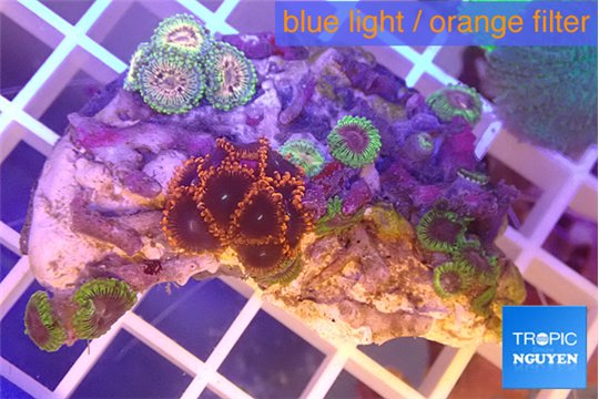 Zoanthus fijii premium 3-4 cm WYSIWYG acclimaté