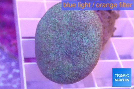 Sarcophyton long polyps 4-7 cm WYSIWYG acclimaté