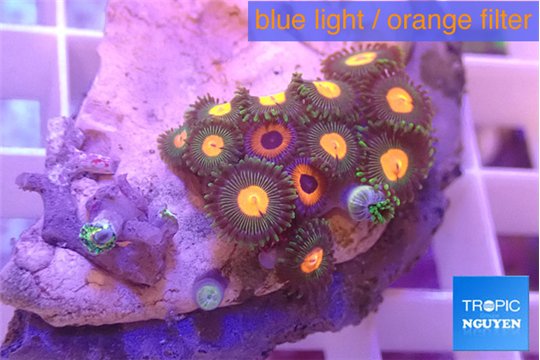 Zoanthus orange 2-4 cm WYSIWYG acclimaté