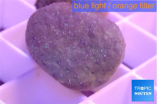 Sarcophyton long polyps 4-7 cm WYSIWYG acclimaté