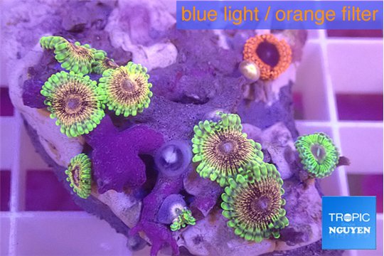 Zoanthus fijii premium 3-4 cm WYSIWYG acclimaté