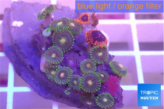 Zoanthus mixed color 3-4 cm WYSIWYG acclimaté