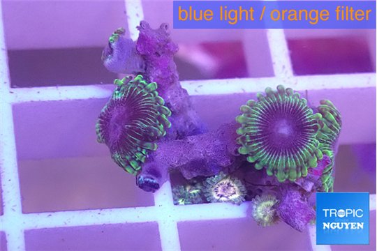 Zoanthus premium Fijii 2 polyps WYSIWYG acclimaté