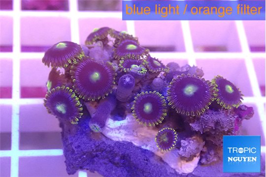 Zoanthus purple green 2-3 cm WYSIWYG acclimaté