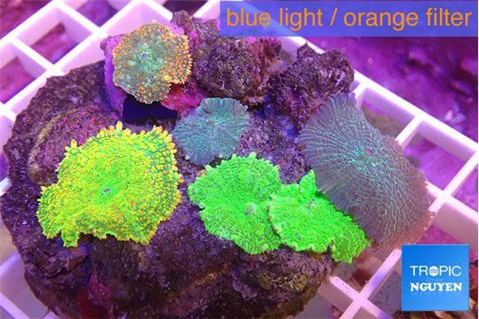 Rhodactis garden mix color 6-8 cm WYSIWYG acclimaté