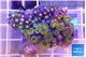 Zoanthus mixed color 3-5 cm WYSIWYG acclimaté
