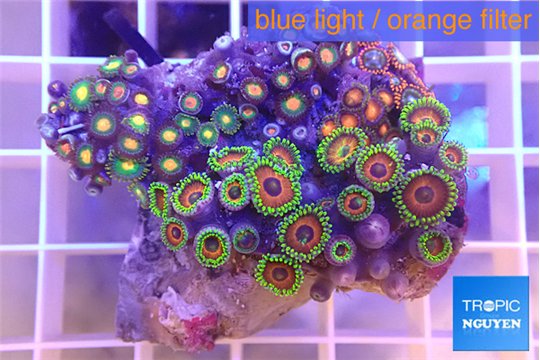 Zoanthus mixed color 3-5 cm WYSIWYG acclimaté