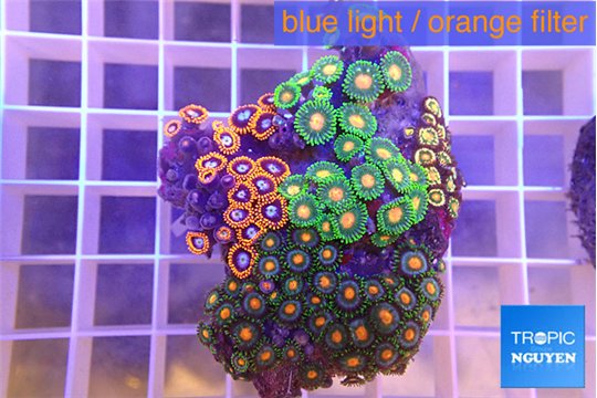 Zoanthus mixed color 3-5 cm WYSIWYG acclimaté