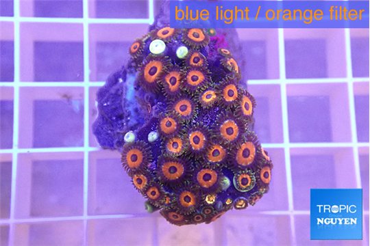 Zoanthus red loop 2-4 cm WYSIWYG acclimaté