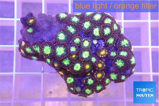 Zoanthus oxyoides 3-5 cm WYSIWYG acclimaté