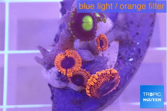 Zoanthus red bam bam 2-3 cm WYSIWYG acclimaté