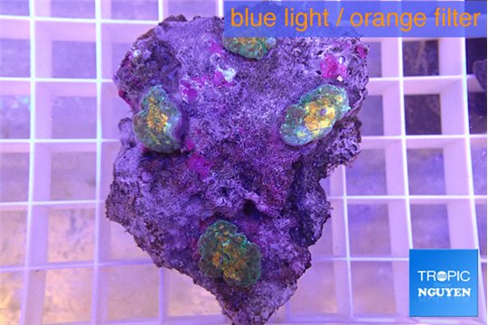 Rhodactis fusion small polyps 4 polyps WYSIWYG acclimaté