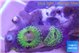 Zoanthus fijii premium 2-4 polyps WYSIWYG acclimaté
