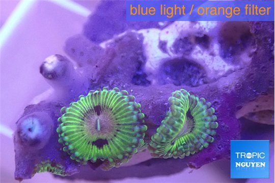 Zoanthus fijii premium 2-4 polyps WYSIWYG acclimaté