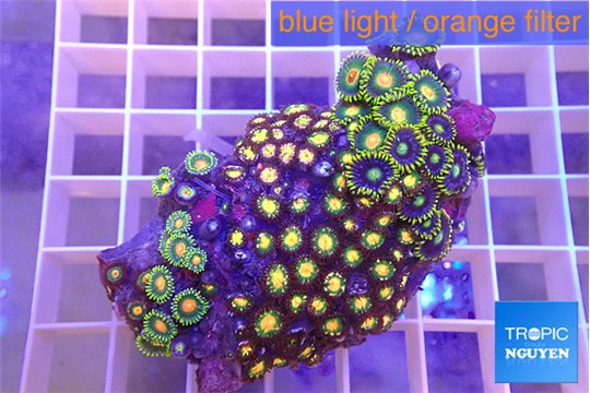 Zoanthus mixed color 4-6 cm WYSIWYG acclimaté