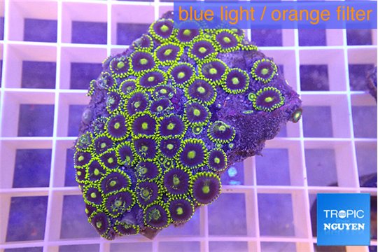 Zoanthus blue magician 4-6 cm WYSIWYG acclimaté