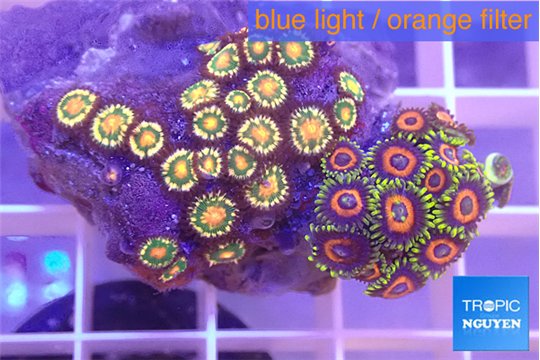 Zoanthus mixed color 3-4 cm WYSIWYG acclimaté