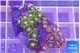 Zoanthus mixed color 3-4 cm WYSIWYG acclimaté