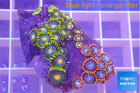 Zoanthus mixed color 3-4 cm WYSIWYG acclimaté