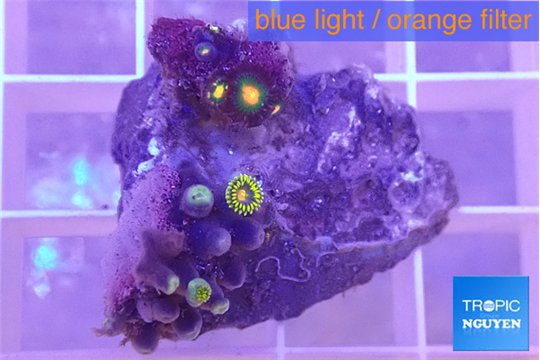 Zoanthus mixed color 2-3 cm WYSIWYG acclimaté