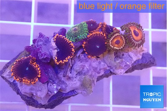 Zoanthus fijii premium 2-4 cm WYSIWYG acclimaté