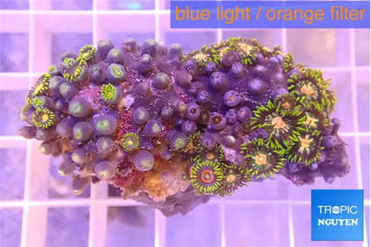 Zoanthus green 3-5 cm WYSIWYG acclimaté